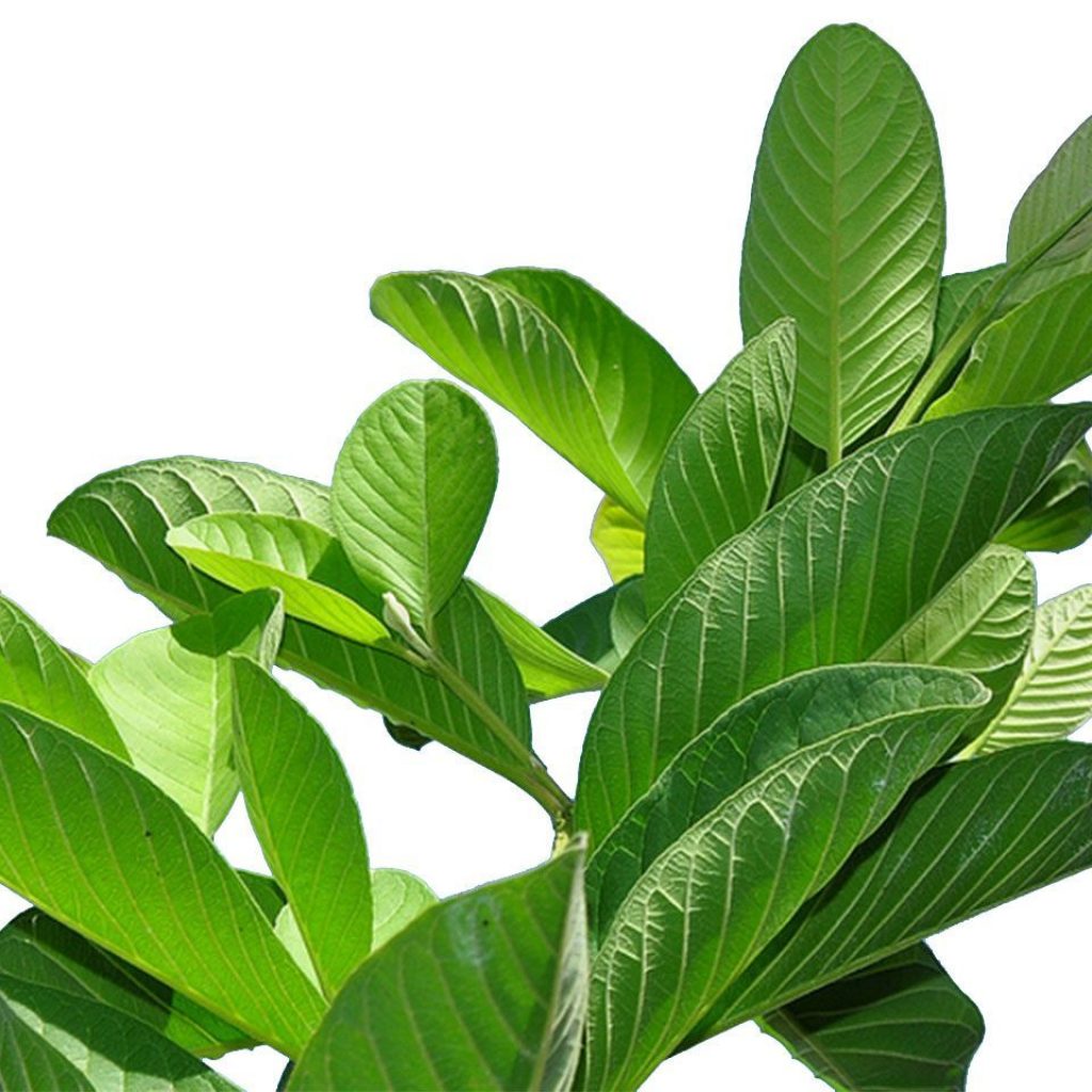 guava leaves tea jamaica herbal remedy